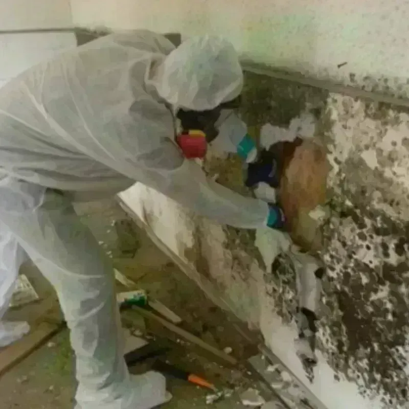 Mold Remediation and Removal in Fountain, CO